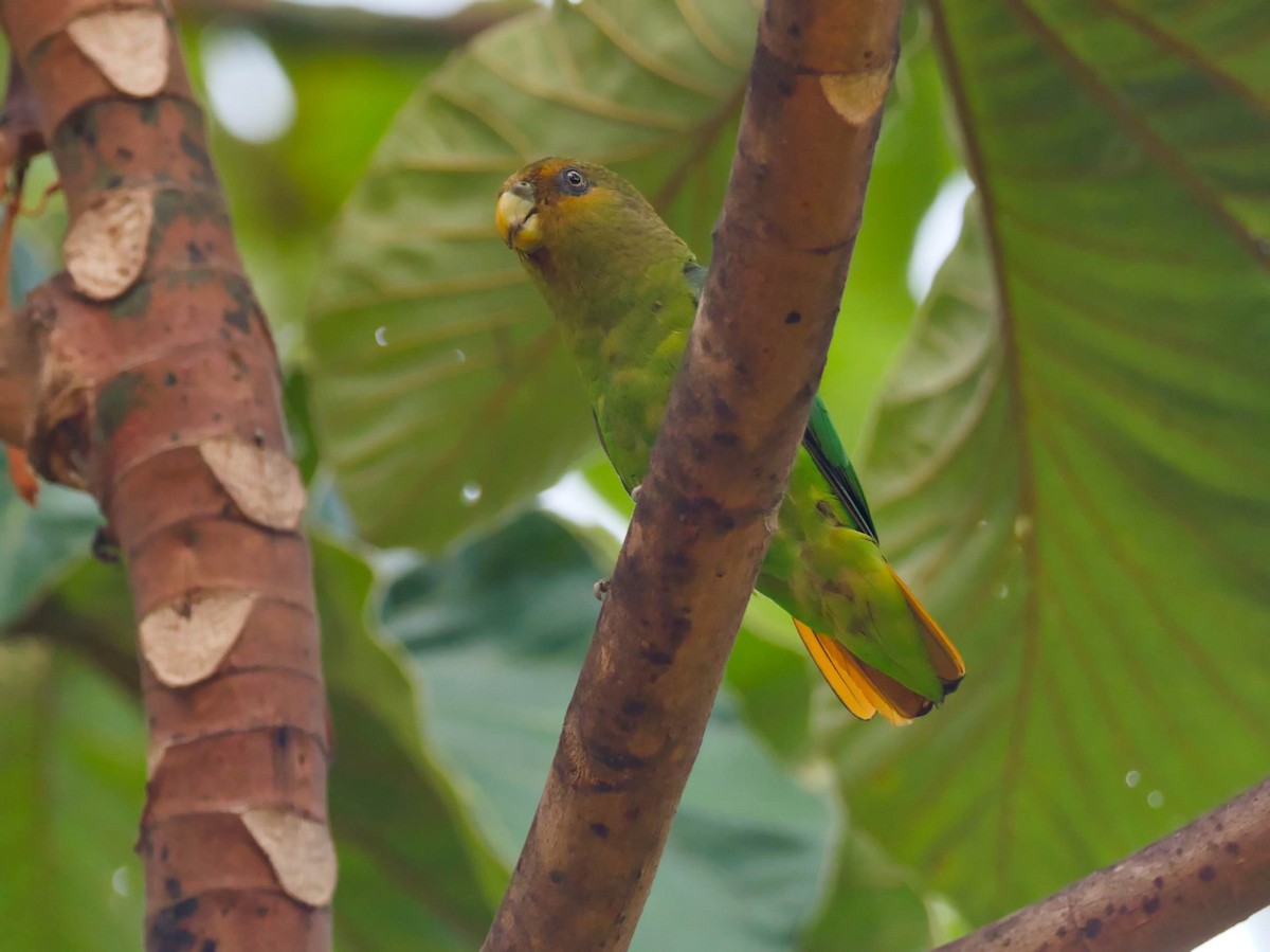 Golden-tailed Parrotlet - ML434480581