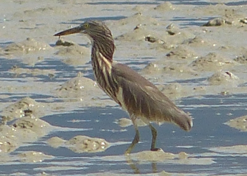 Chinese Pond-Heron - Andy Frank