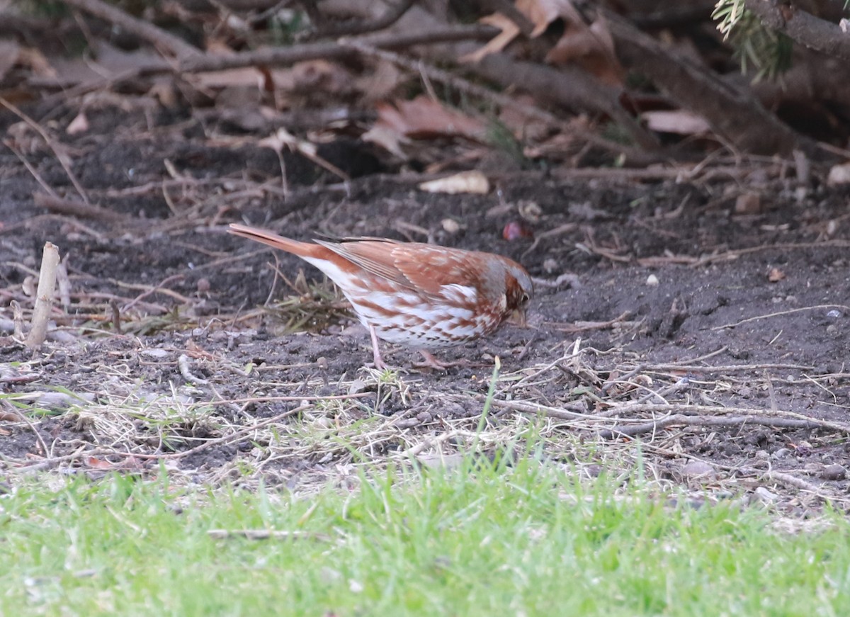 Fox Sparrow (Red) - ML434482831