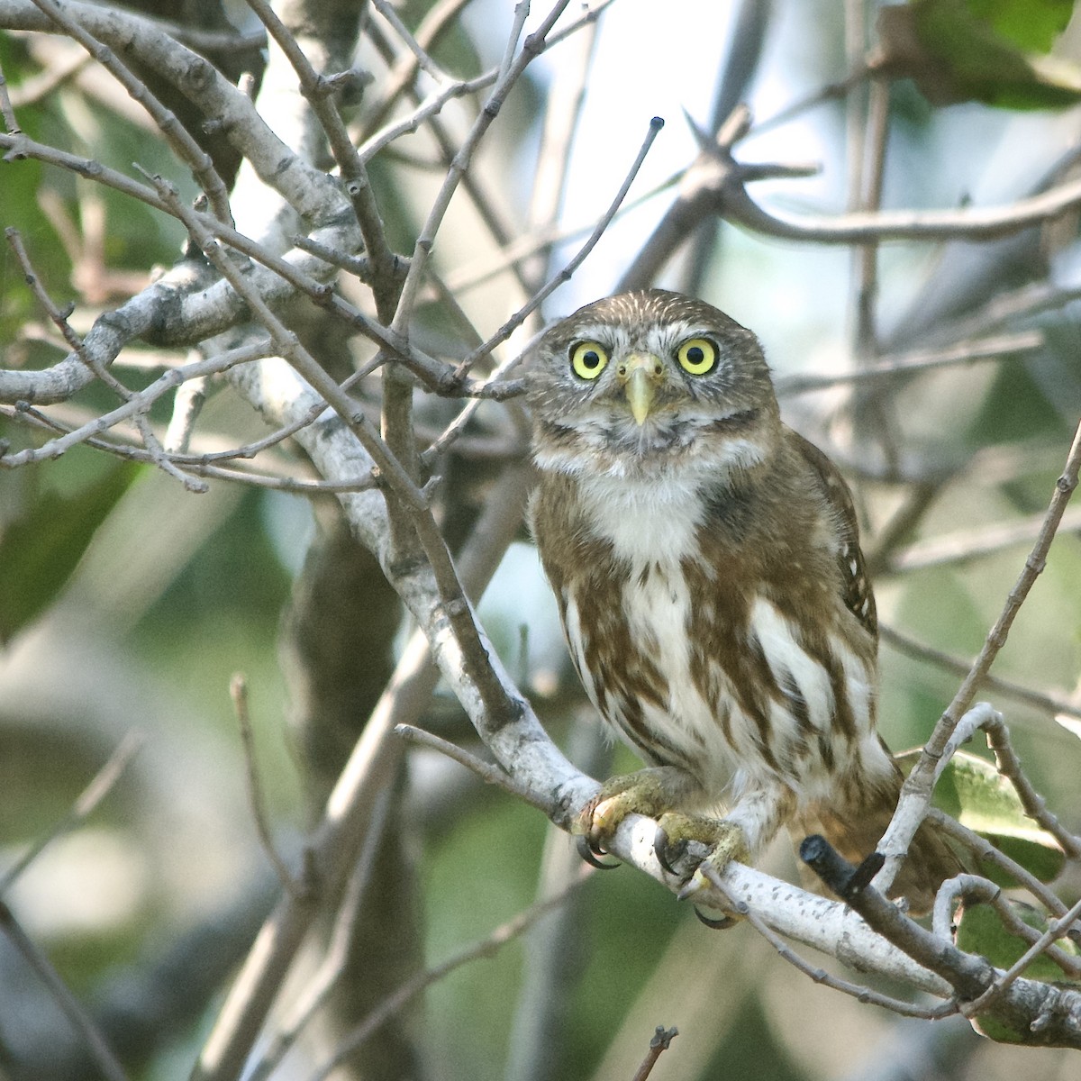 Ferruginous Pygmy-Owl - Luis Iturriaga Morales