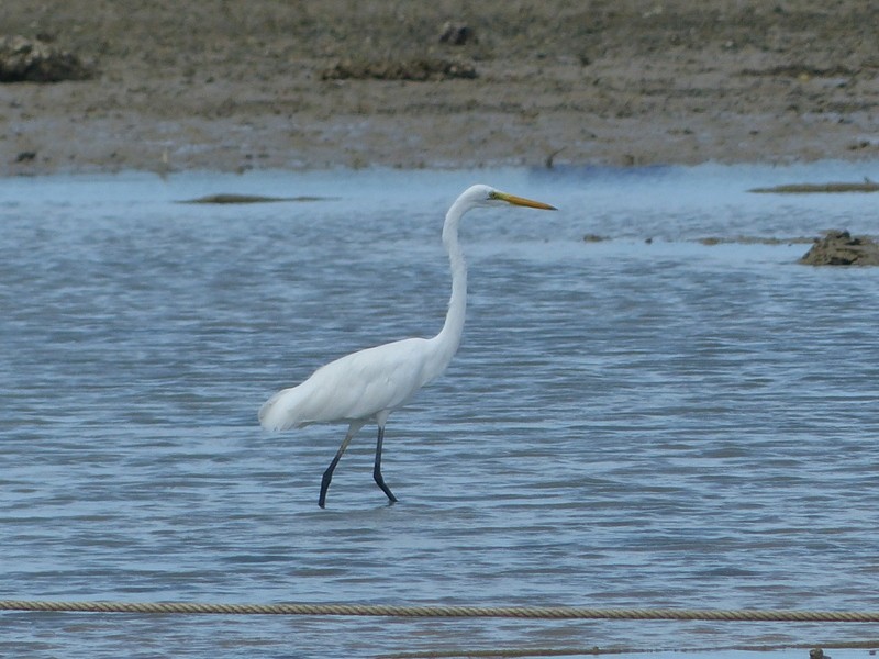 Great Egret - Andy Frank