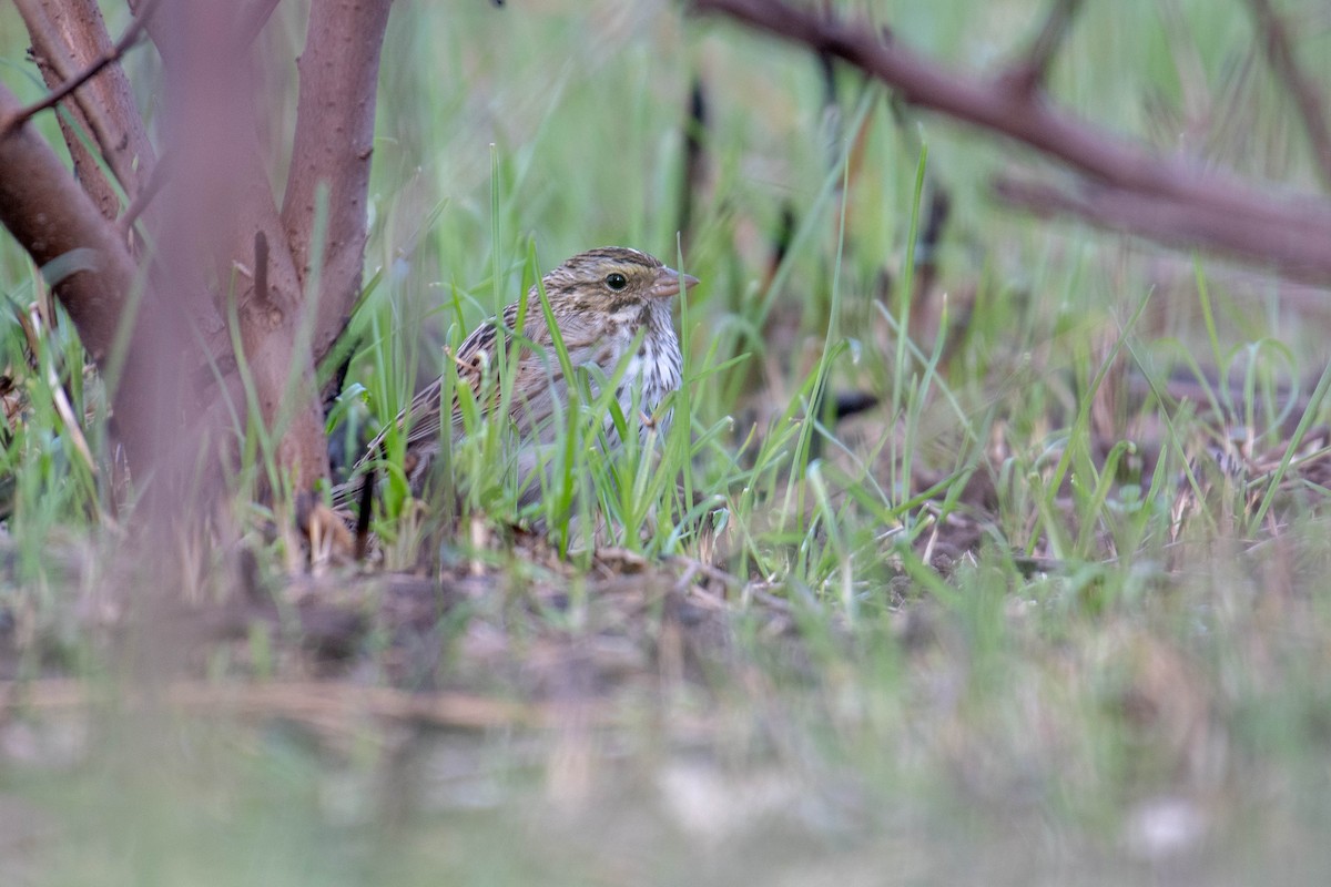 Savannah Sparrow (Savannah) - Amiel Hopkins