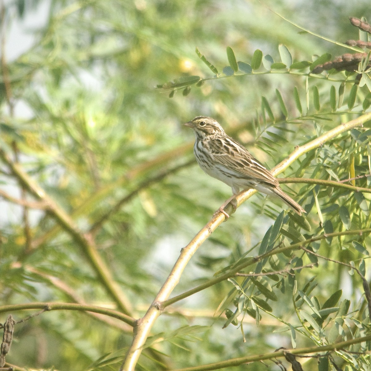 Savannah Sparrow - ML434486851