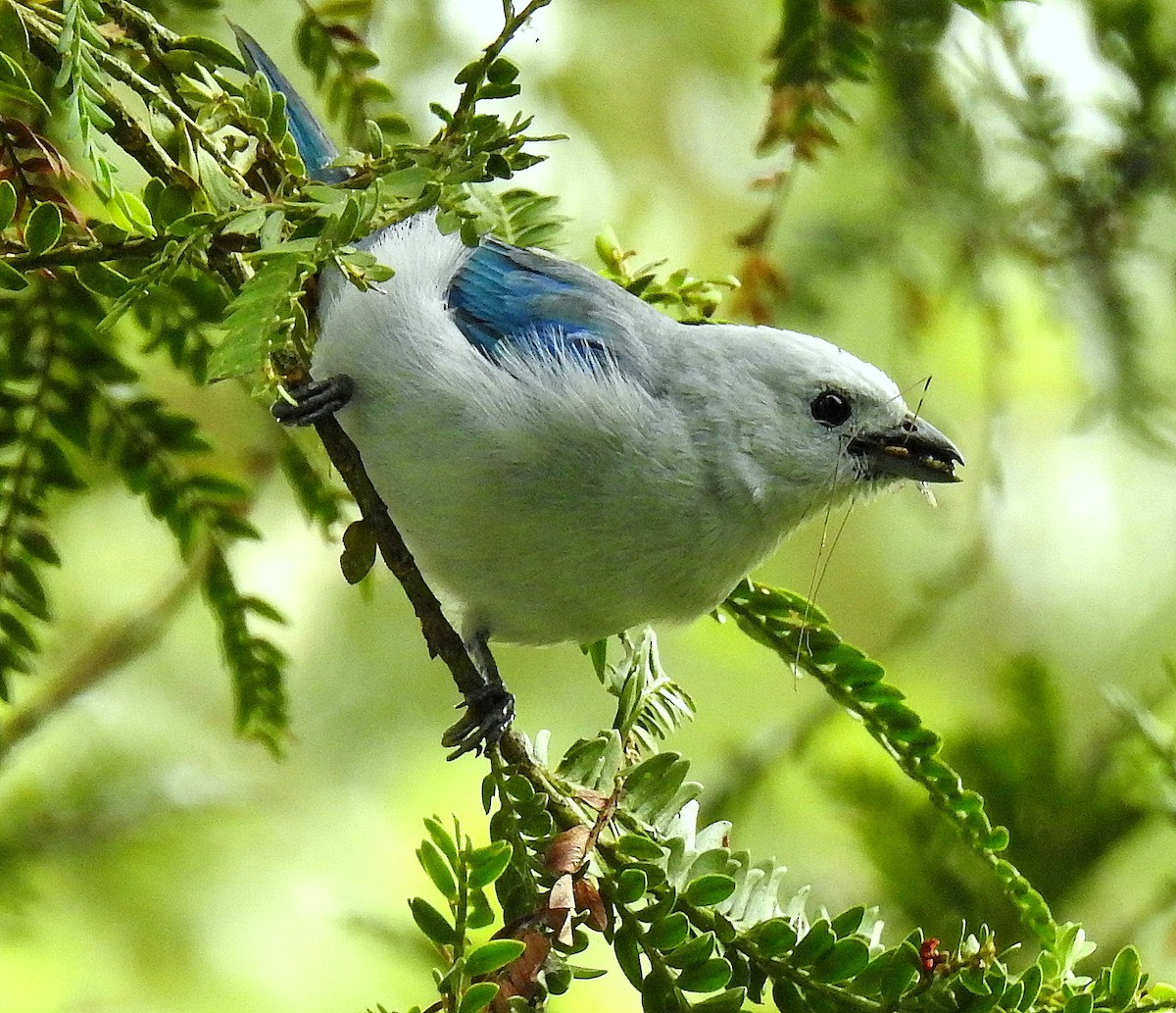 Blue-gray Tanager - ML434488011
