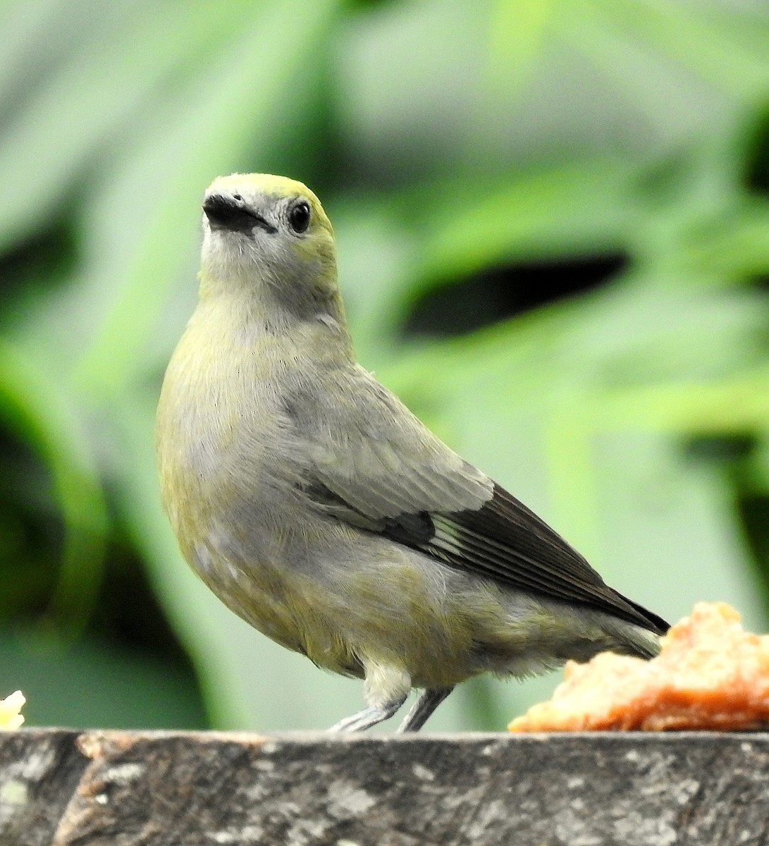 Palm Tanager - ML434488221