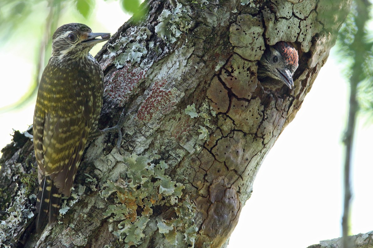 White-spotted Woodpecker - Martjan Lammertink