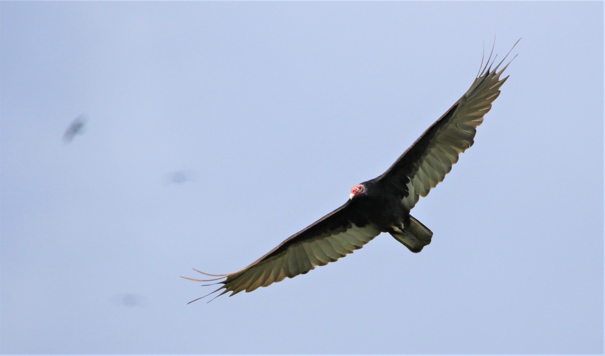Turkey Vulture - ML434489381
