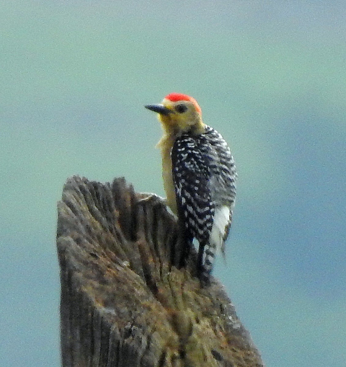 Red-crowned Woodpecker - ML434489651