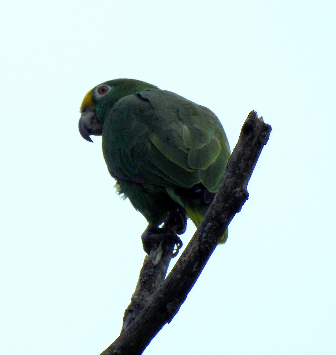 Yellow-crowned Parrot - ML434492981