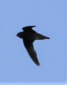 Spot-fronted Swift - ML434493771