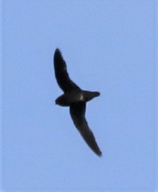 Spot-fronted Swift - ML434493941