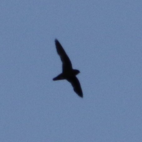 Spot-fronted Swift - ML434493981