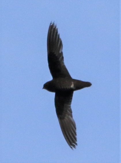 Spot-fronted Swift - ML434494101