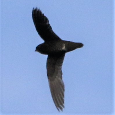 Spot-fronted Swift - ML434494121