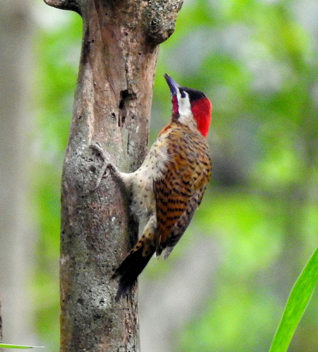 Spot-breasted Woodpecker - ML434494681
