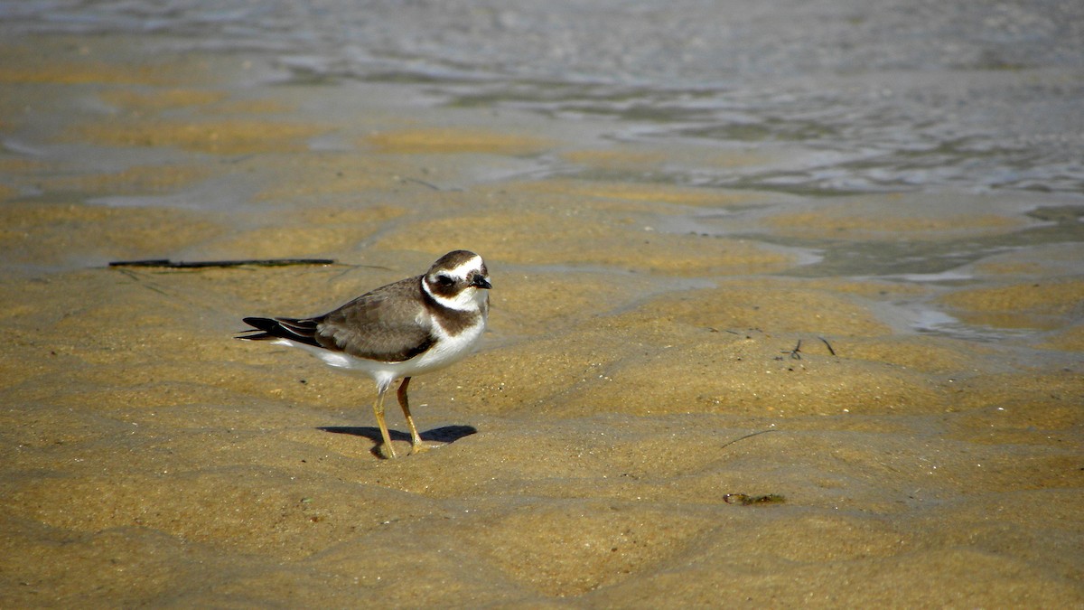 Common Ringed Plover - ML43449471