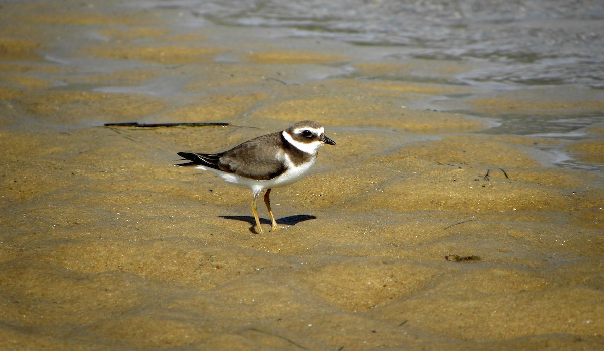 Common Ringed Plover - ML43449481