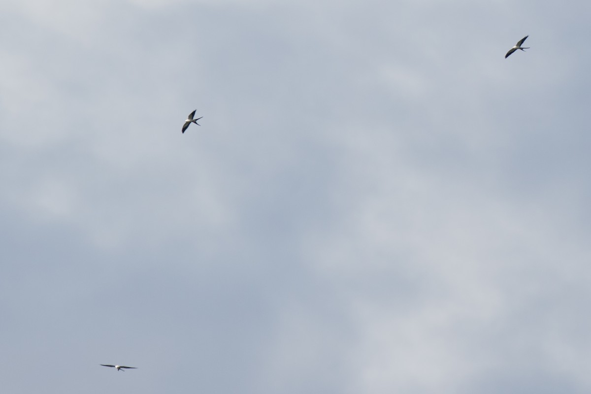 Swallow-tailed Kite - Steve Kelling