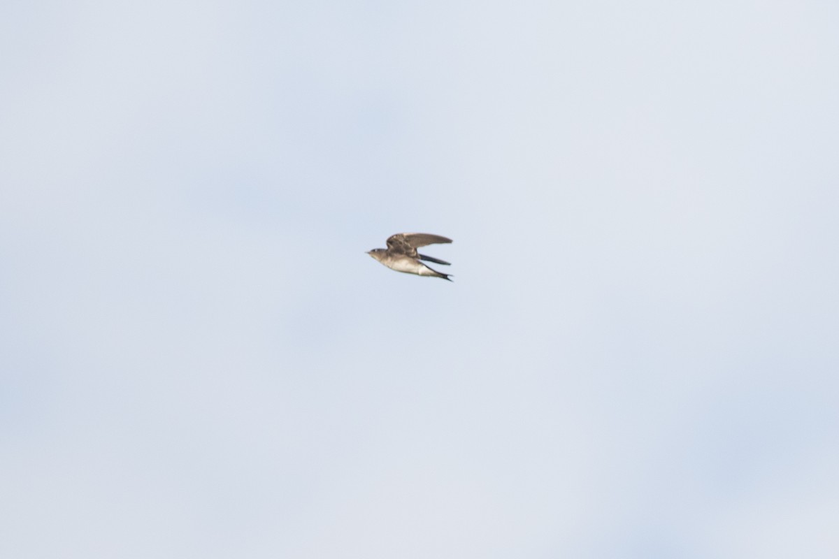 Southern Rough-winged Swallow - Steve Kelling