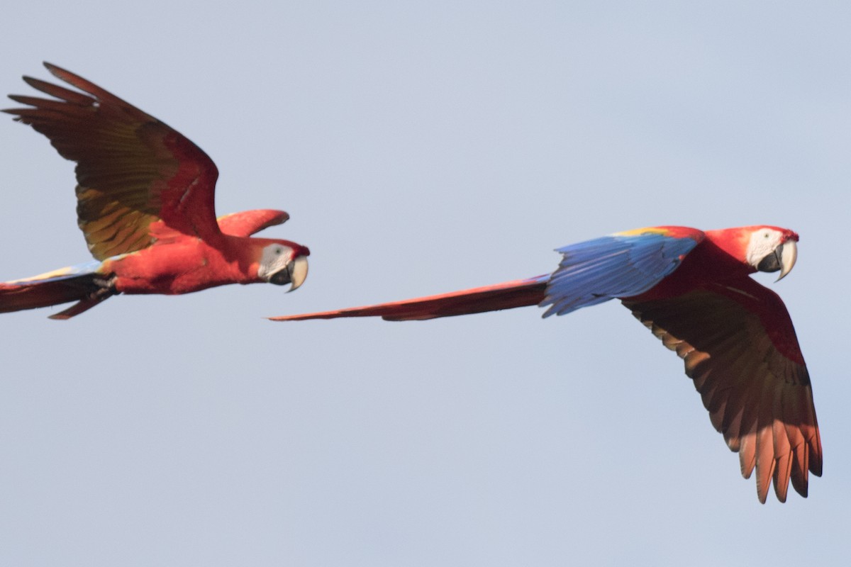 Scarlet Macaw - ML43450091