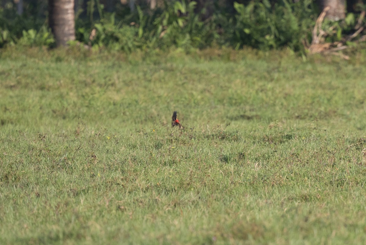 Red-breasted Meadowlark - ML43450161
