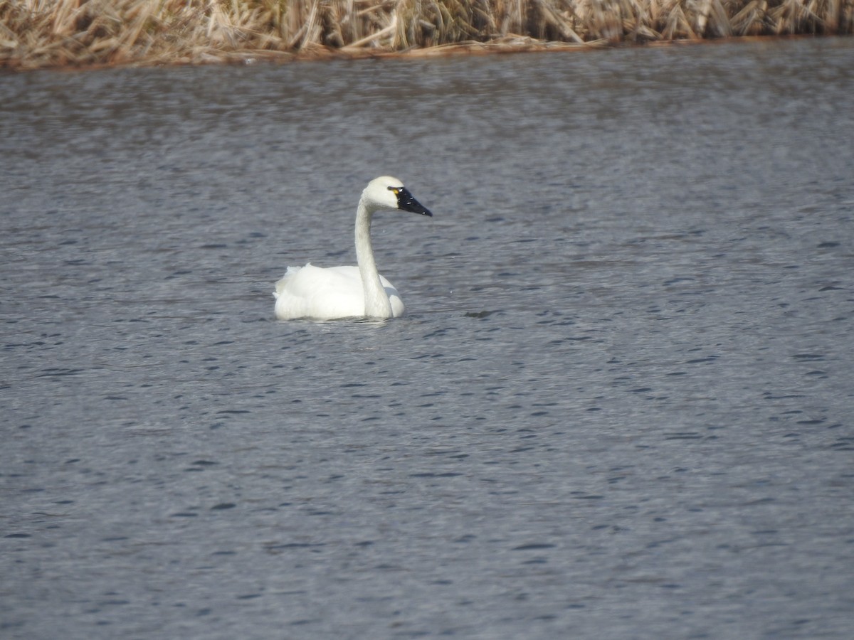 Tundra Swan (Whistling) - ML434502201
