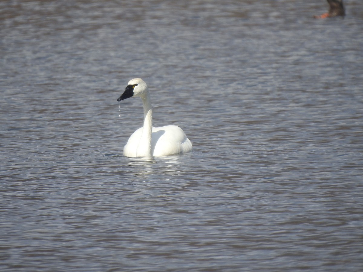 Tundra Swan (Whistling) - ML434502491