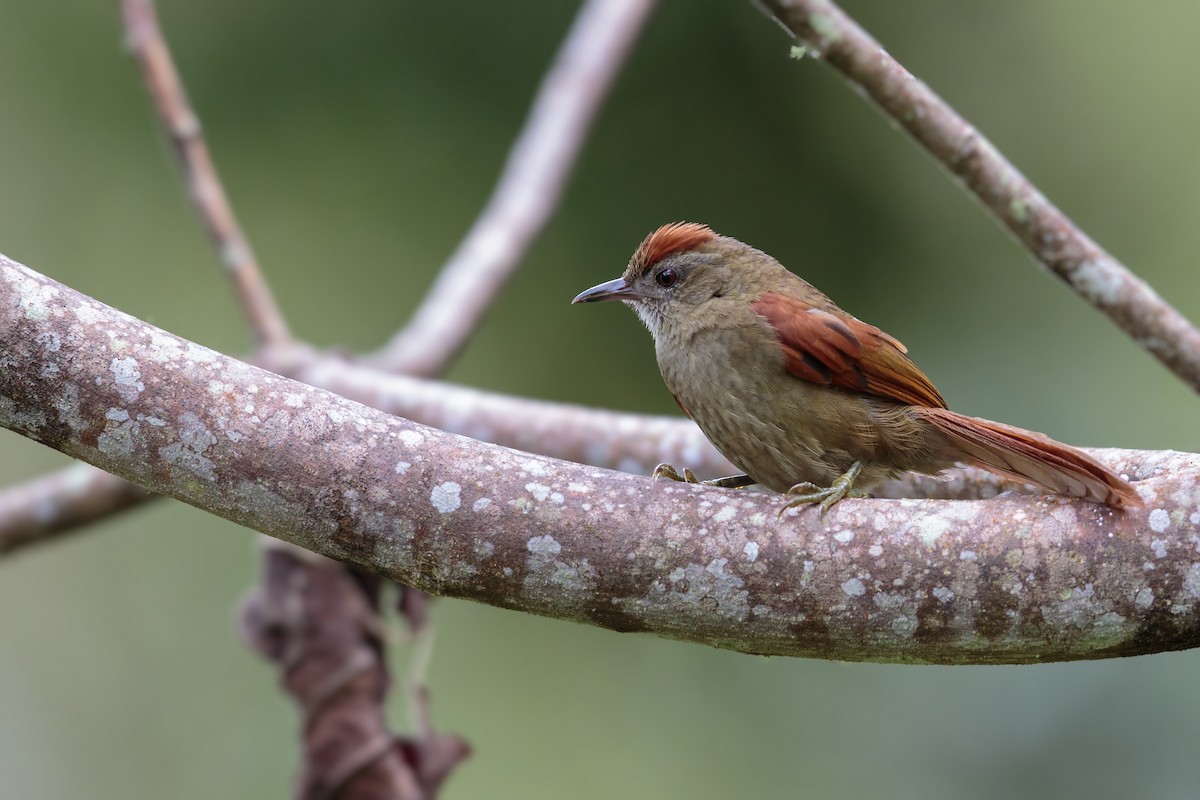 Ash-browed Spinetail - ML434504411