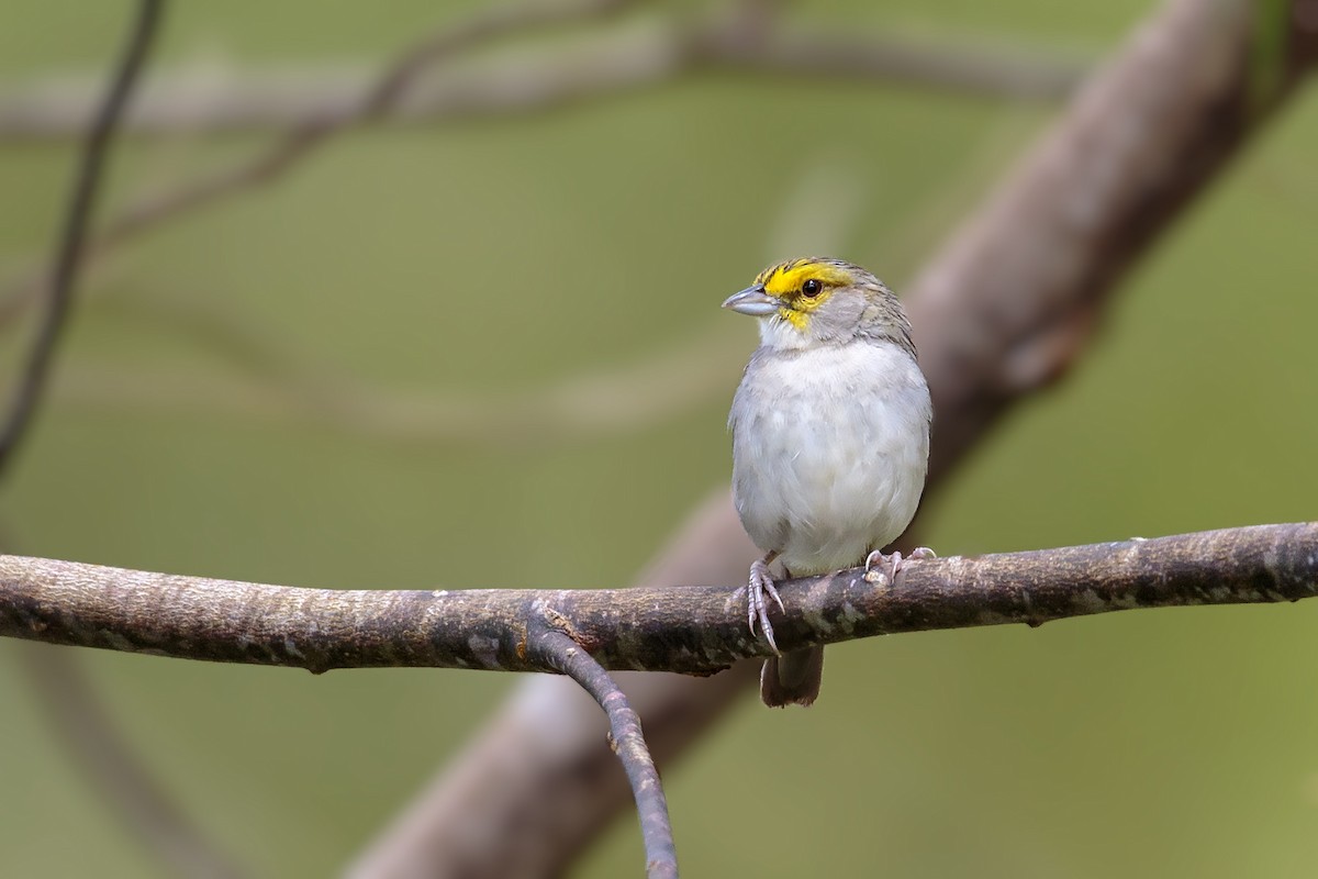 Yellow-browed Sparrow - Bradley Hacker 🦜