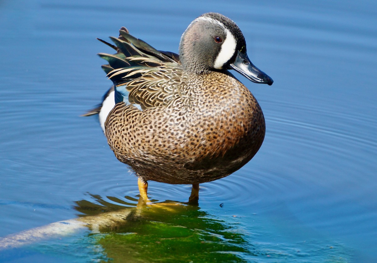 Blue-winged Teal - ML434512111
