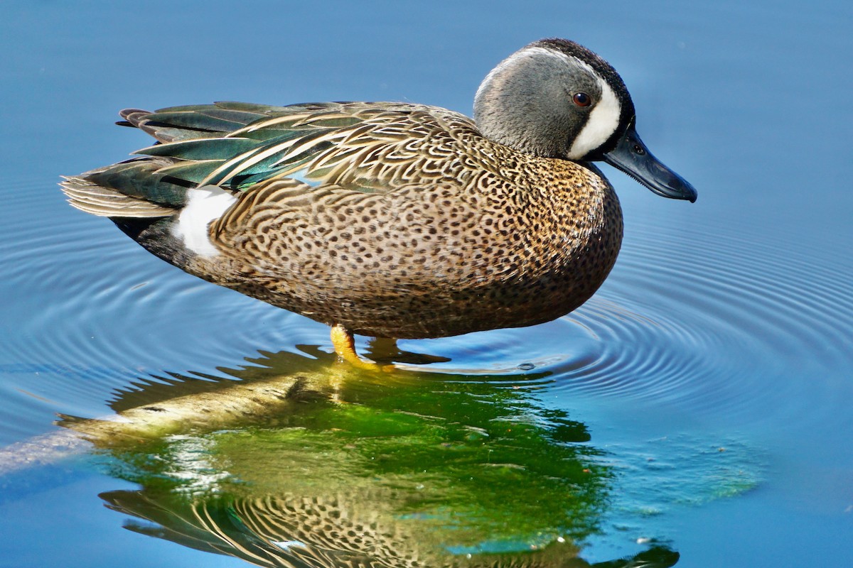 Blue-winged Teal - ML434512141