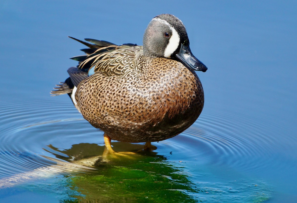 Blue-winged Teal - ML434512151