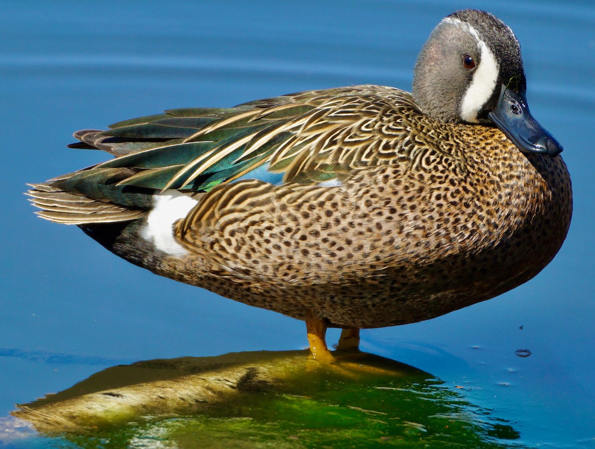 Blue-winged Teal - ML434512161