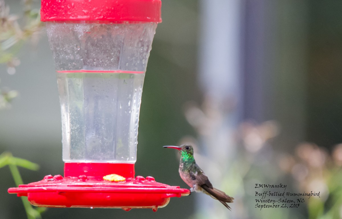 Buff-bellied Hummingbird - Ed Wransky