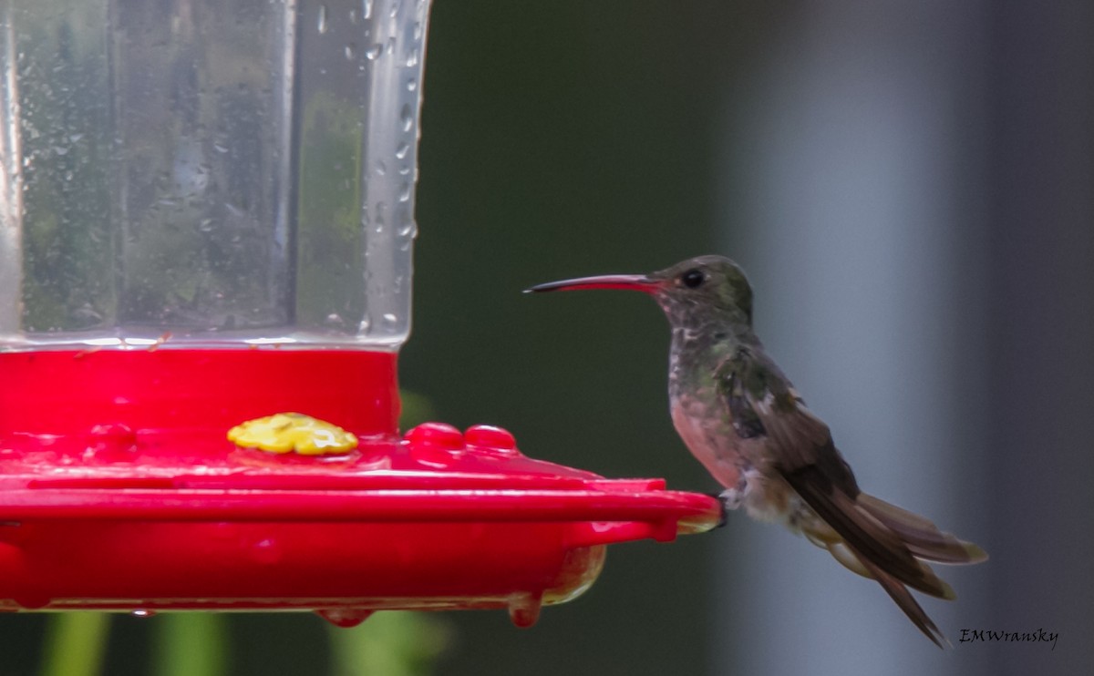 Buff-bellied Hummingbird - Ed Wransky