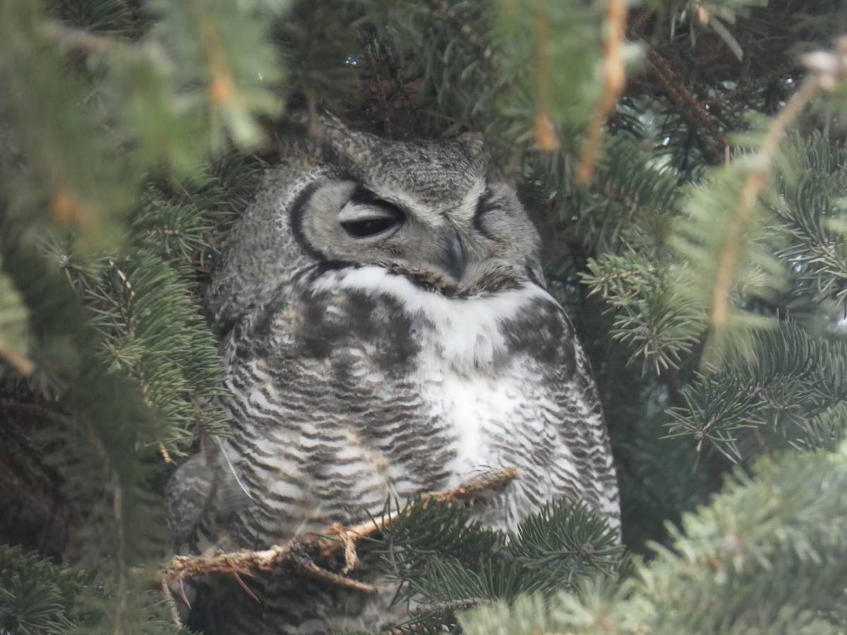 Great Horned Owl - ML434519141