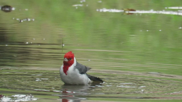 Red-crested Cardinal - ML434519701