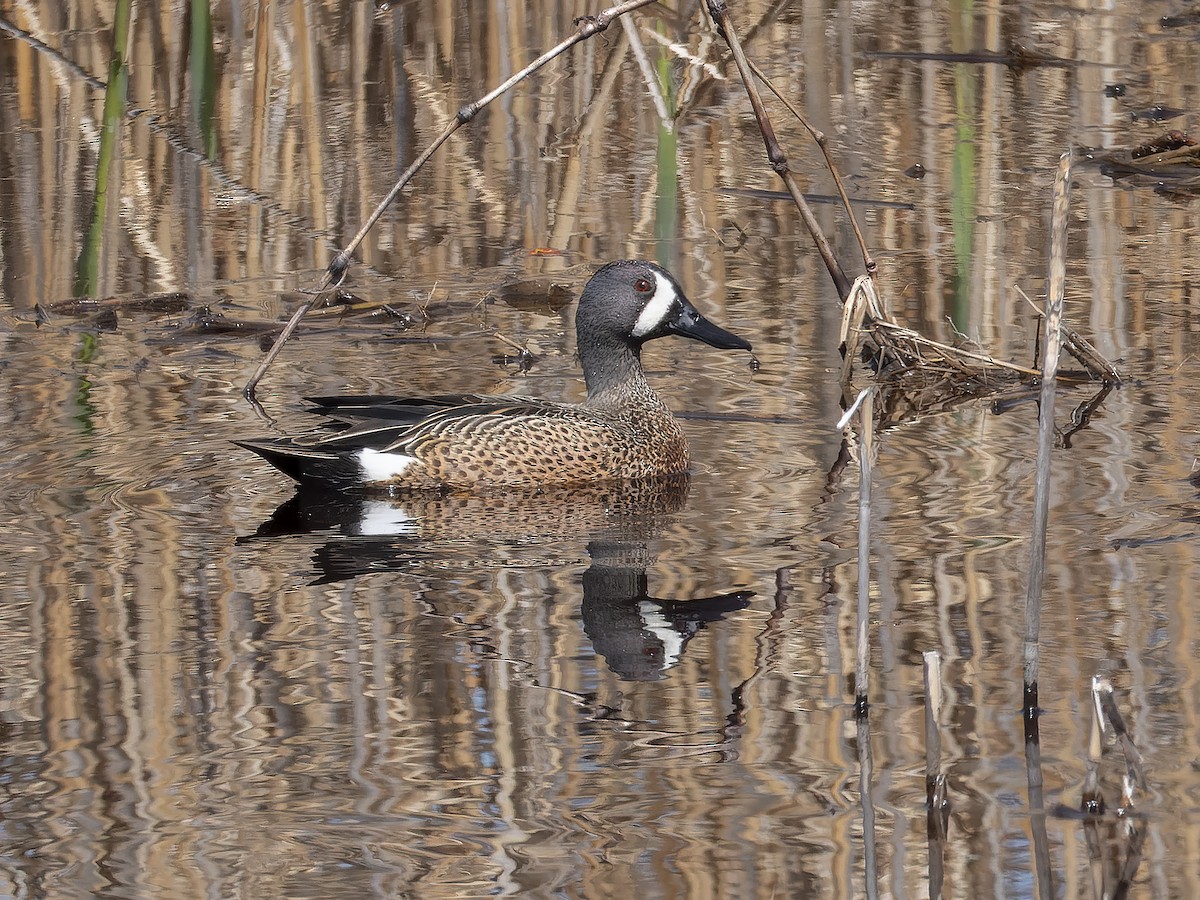 Blue-winged Teal - ML434521131