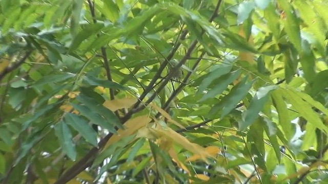 Pallas's Leaf Warbler - ML434522111