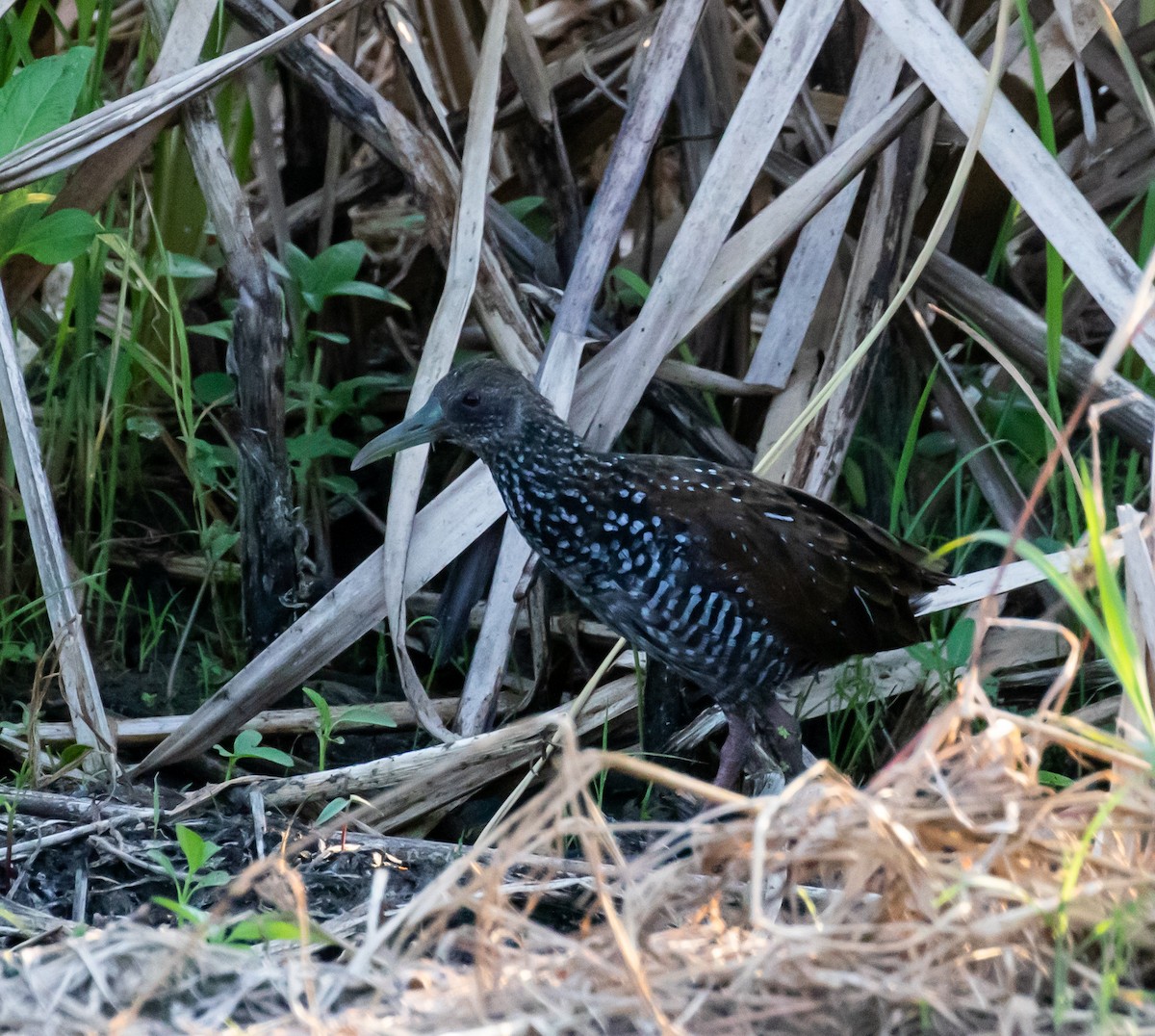Spotted Rail - ML434528061