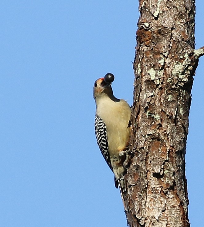 Red-bellied Woodpecker - David McQuade