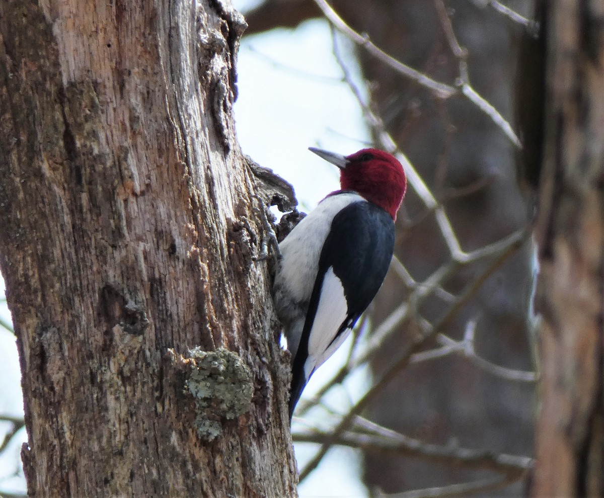 Red-headed Woodpecker - ML434529371