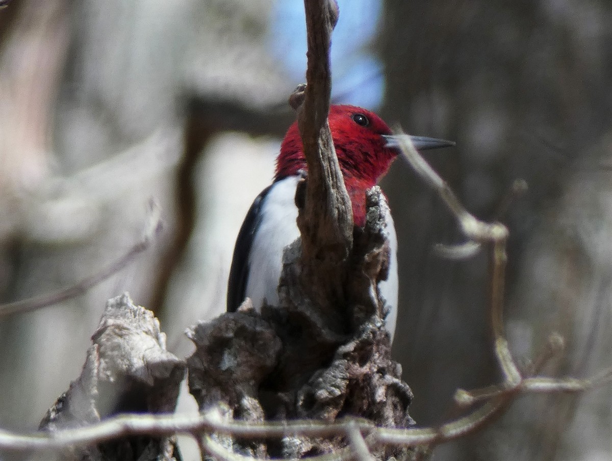 Red-headed Woodpecker - ML434529381