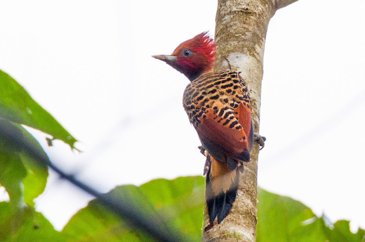 Rufous-headed Woodpecker - Jack Farley