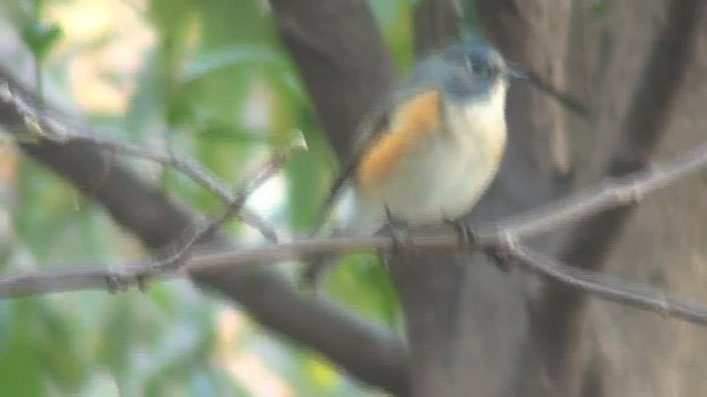 Red-flanked Bluetail - ML434536931