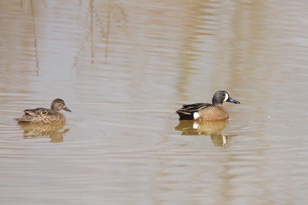 Blue-winged Teal - ML43454211