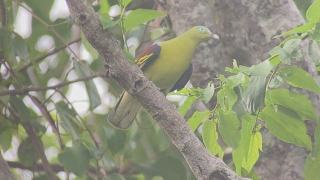 Филиппинский зеленый голубь - ML434543071