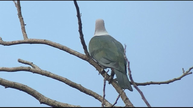Green Imperial-Pigeon - ML434543101