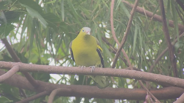 Филиппинский зеленый голубь - ML434543131