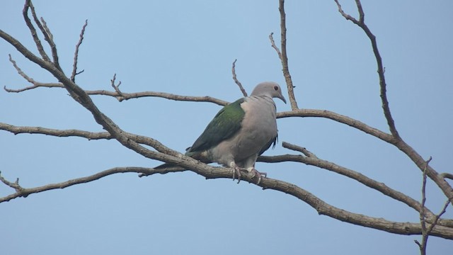 Green Imperial-Pigeon - ML434543221